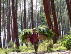 Tingkatkan Produksi Kayu Bersertifikat, Luas Hutan Rakyat akan Ditambah