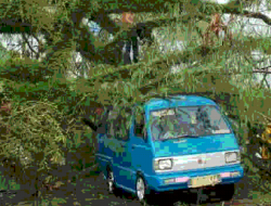 Belajar di Gazebo, Mahasiswa UGM Meninggal Tertimpa Pohon Tumbang