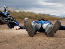 Lepas dari Kandang, Seekor Sapi Menabrak Pengendara Motor
