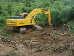 Pembukaan Lahan Picu Berkurangnya Populasi Burung