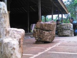 Tiga Fosil Kayu Ditemukan Warga Pengkol