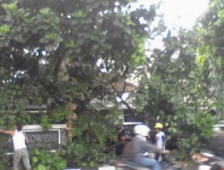 Pohon ‘Biola Cantik’ Hotel Mustokoweni, Tumbang