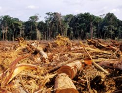 Kondisi Hutan Indonesia Terus Terancam