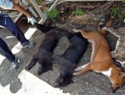 Animal Friends Jogja: Mematikan Anjing dengan Racun itu Perbuatan Sadis