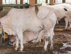 Sultan Qurban Tujuh Sapi Gemuk dari Lereng Merapi
