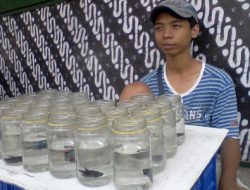 Mengintip Aktivitas Penjual Ikan Cupang di Sekolahan