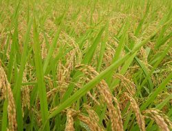 Alih Fungsi Lahan di Sleman Menyebabkan Produksi Beras Menurun