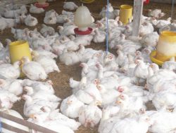 Peternakan Ayam Tetangga Menganggu Lingkungan, Bisakah Dituntut?