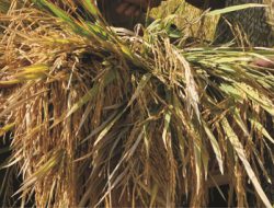 Kartu Tri Sakti Pepesan Kosong, Harga Beras Cekik Rakyat Petani Tak Untung