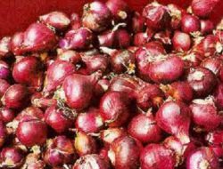 Harga Bawang Merah Sudah Tembus Rp 40.000 Per Kilogram
