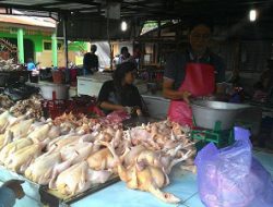 Harga Ayam “Ngamuk” Pasca Idul Fitri, Dimana Pemerintah?