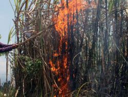 Kemarau September, Lahan Tebu Paling Rawan Terbakar