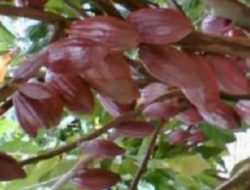 Petani Kakao di DIY Belum Berkembang, Ini Masalahnya