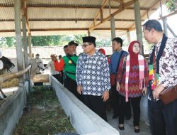 Produksi Daging dan Susu di Sleman Meningkat