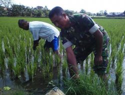 Sukseskan Program Swasembada Pangan, Prajurit Ini Turun ke Sawah