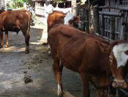 Impor Sapi Matikan Peternak Dalam Negeri