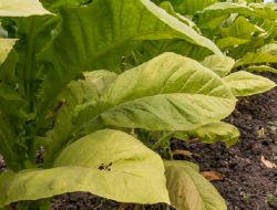 Petani Tembakau Terpuruk, Produksi Turun Hingg 50%