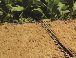 Lahan Pertanian Tembakau di Indonesia Terus Berkurang