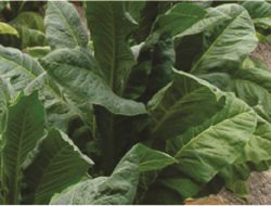 Produksi Petani Terus Terpuruk, Indonesia Impor Tembakau