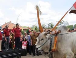 Ratusan Gerobak Sapi Penuhi Candi Banyunibo