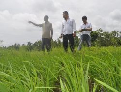 Dengan MSP dan PORIN, Petani Gilangharjo Optimistis Panen Melimpah