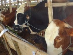 Target Maksimal Produksi Sapi DIY 2017 Belum Tercapai