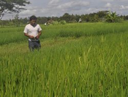 Perkembangan Padi MSP dengan Pupuk PORIN Memuaskan, BNP Siap Beli Hasil Panen Petani