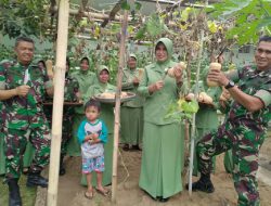 Manfaatkan Lahan Terabaikan, Kodim Bantul Budidayakan Labu Madu