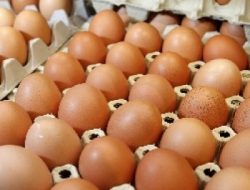 Jelang Natal dan Tahun Baru Harga Telur Naik Cukup Tinggi