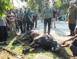 Kodim Bantul Qurban Satu Sapi dan Dua Kambing