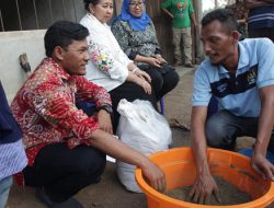 Minimalkan Produksi Gas Metan Pada Ternak, Suplemen Pakan Ramah Lingkungan Dikembangkan