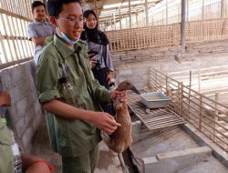 Sehari Bersama Bebek, Calon Dokter Hewan Gelar Poultry Day