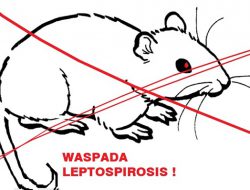 Musim Tak Menentu, Penyakit Kencing Tikus Berkembang