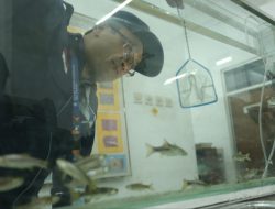 Teknologi Budidaya Ikan Wader Pari Dikembangkan Dosen UGM