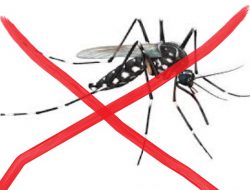 Peneliti FKH UGM Kembangkan Kit Deteksi Nyamuk Aedes Resisten Permethrin