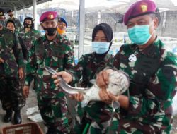 Danlanal Yogyakarta Panen Ikan Lele Program Ketahanan Pangan TNI AL