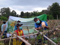 Ini Keistimewaan Labu Susu Citra LaGa Inovasi Peneliti UGM
