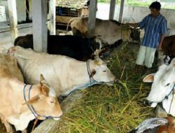 Hadapi Risiko Pandemi Covid-19,Peternak Sapi Gunungkidul Butuh Pendampingan