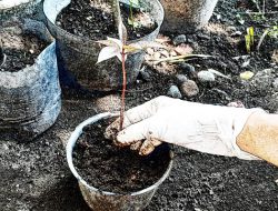 Pakar Pertanian UGM Tepis Prediksi Bappenas, 2063 Petani Milenial Justru Bertumbuh