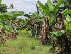 Inovasi Pertanian,Teknik Omic Untuk Kendalikan Penyakit Darah Tanaman Pisang
