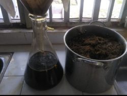 Jerami Berpotensi Jadi Obat Anti Jamur