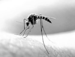 Aplikasi  Ovitrap Efektif Kendalikan Demam Berdarah