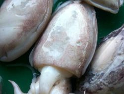 Inovasi Menarik: Cangkang Sotong Disulap Jadi  Bahan Merapikan Gigi