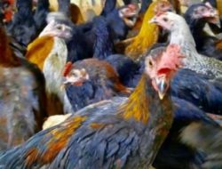 Persilangan Ayam Kampung dan Ras Petelur Punya Prospek Bisnis