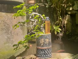 Belajar Kehidupan dari Seni Bonsai, Bertumbuh Tanpa Gaduh