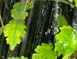 Hujan Deras Disertai Angin Sebabkan Pemadaman Listrik di Sejumlah Titik di Sleman