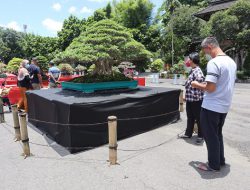 Naikkan Perekonomian Petani Bonsai, RUBI Gelar Festival Bonsai Piala Raja