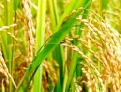 Penemuan Baru Padi Gamagora, Varietas Unggul yang Tak Harus Ditanam di Sawah
