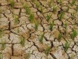 Jelang Musim Pancaroba, Potensi Bencana Ini  Perlu Diwaspadai Masyarakat DIY