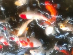 Ini Dia Keistimewaan Ikan Koi yang Perlu Anda Tahu